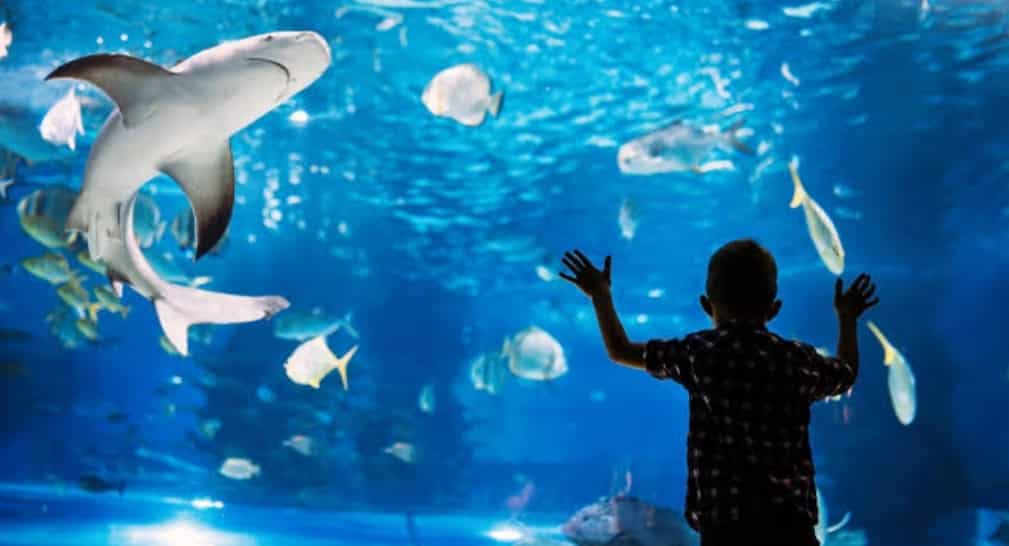 Shark Reef Aquarium at Mandalay Bay