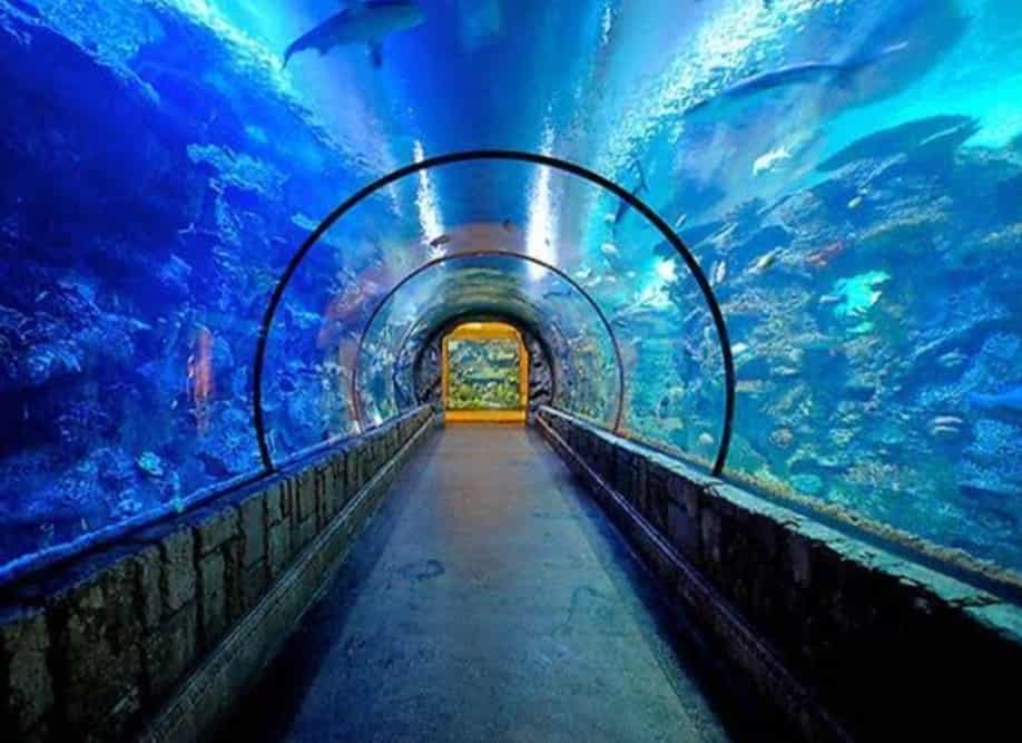 Shark Reef Aquarium at Mandalay Bay