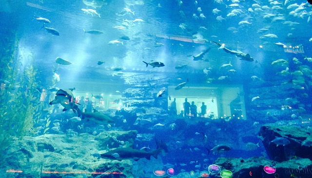 Dubai Aquarium And Underwater Zoo