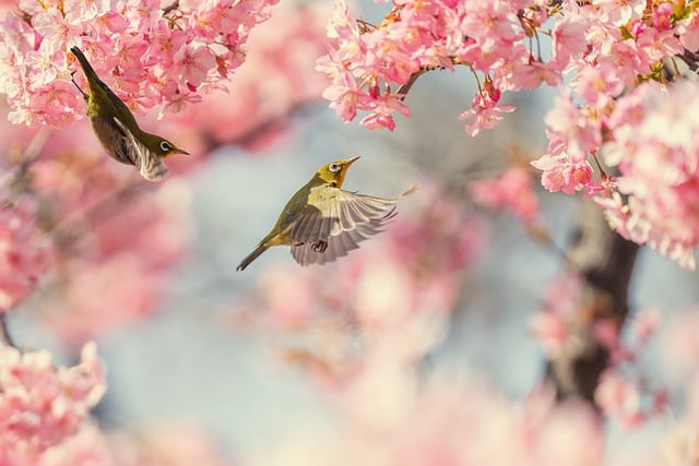 Spring Destinations