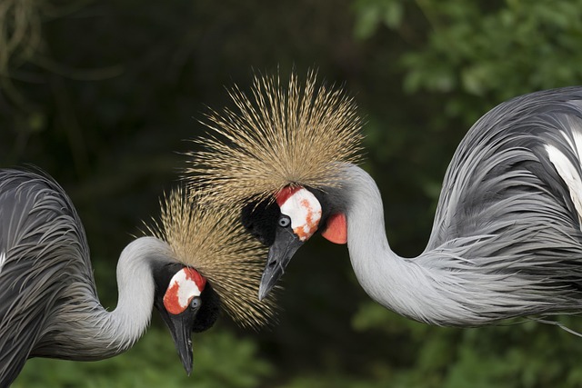 Biggest Birds