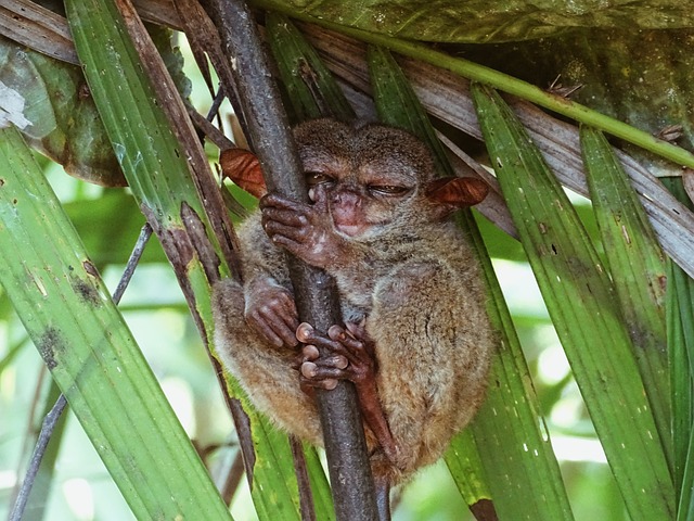 Tarsier