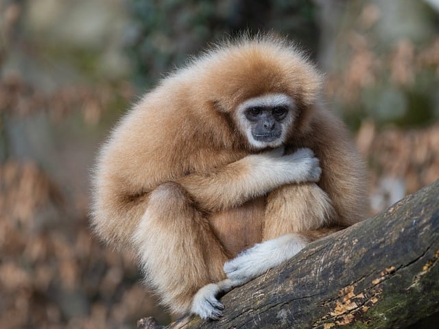 World's Weird and Wonderful Wildlife