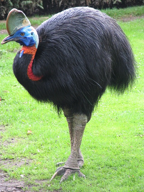 Southern Cassowary