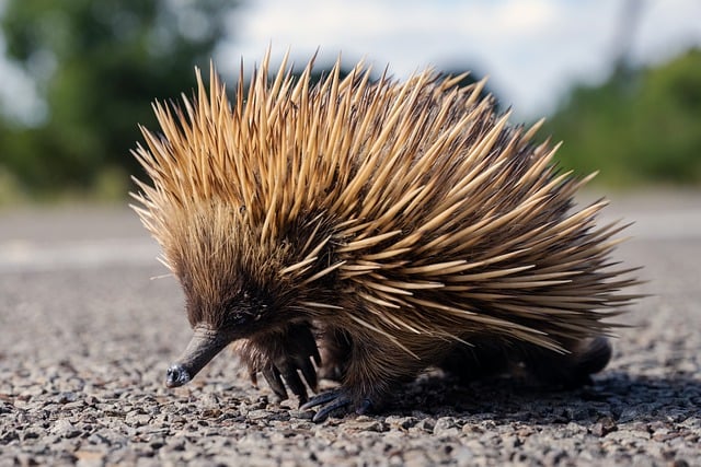 Short-beaked Echidna