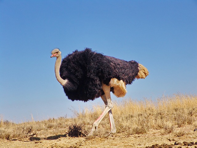 Somali Ostrich