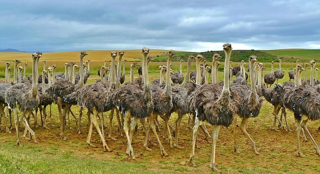 The Common Ostrich