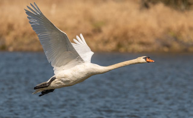 Trumpeter Swan
