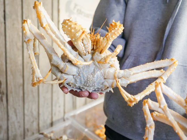 The Japanese spider crab